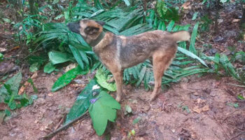 ¿Y Wilson?: Se pierde perrito que ayudó en la búsqueda de niños en selva de Colombia 