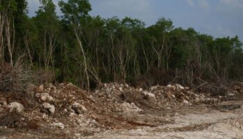 Tren Maya vulneró derechos y provocó daños irreversibles: Svampa | Entérate