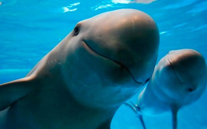Semarnat lanza campaña para proteger a la totoaba y la vaquita marina Semarnat lanza campaña para proteger a la totoaba y la vaquita marina