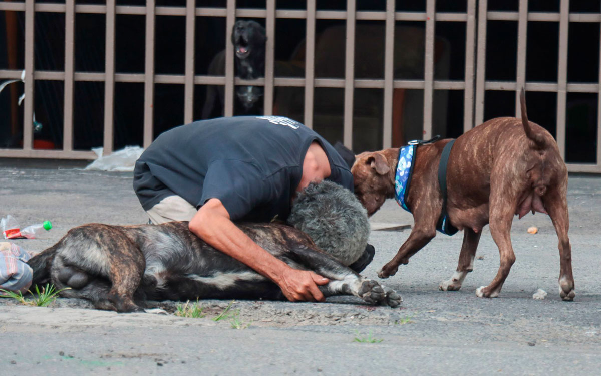 Zeus, el perrito que murió al defender a su dueño en asalto Zeus, el perrito que murió al defender a su dueño en asalto