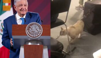 Zeus, gato que vive en Palacio Nacional, se cuela a la mañanera de AMLO | Video