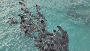 Mueren las 97 ballenas que quedaron varadas en una playa de Australia