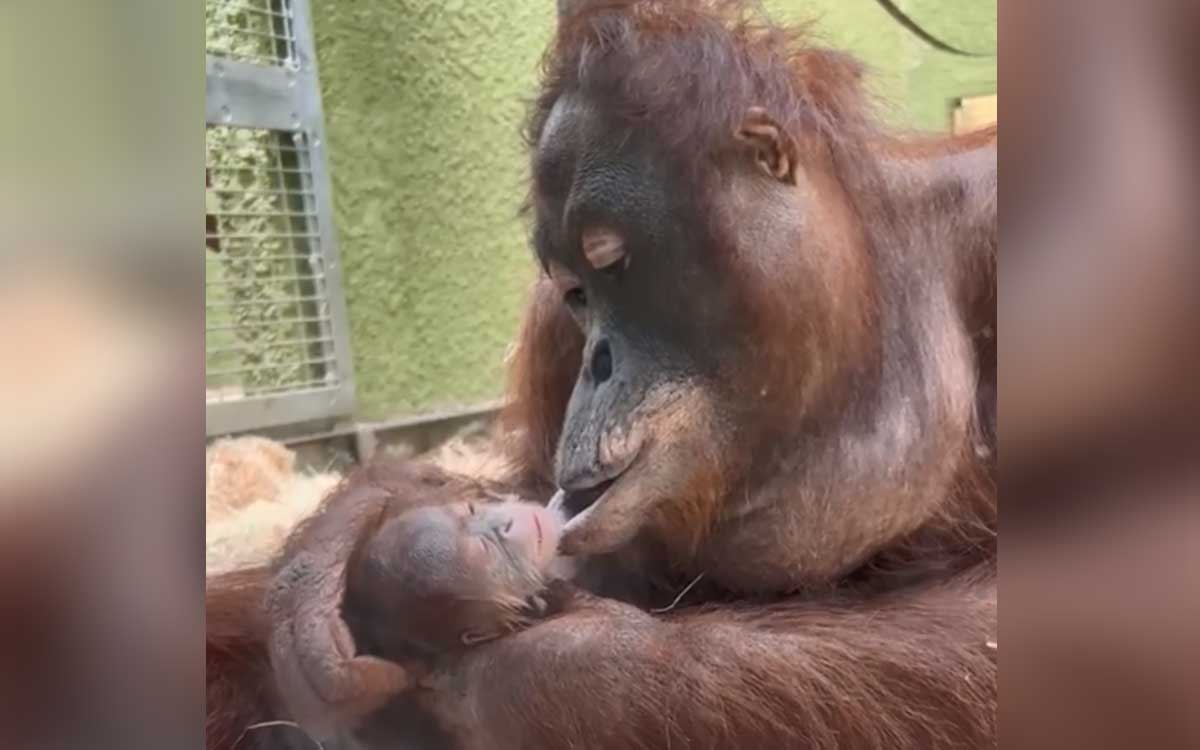 Nace orangután que podría desencadenar una nueva generación de la especie Nace orangután que podría desencadenar una nueva generación de la especie