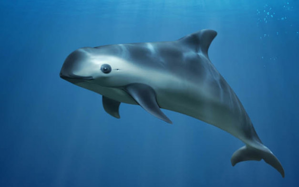 AMLO celebra que Biden levantara por un año sanciones a México por la vaquita marina