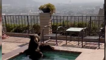 California: sorprenden a oso refrescándose del calor | Video