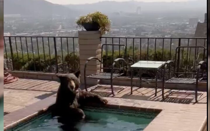 California: sorprenden a oso refrescándose del calor | Video