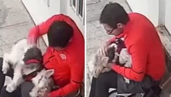 Hombre en CDMX golpea a perro en la cara y luego lo acaricia | Video