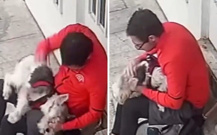 Hombre en CDMX golpea a perro en la cara y luego lo acaricia | Video