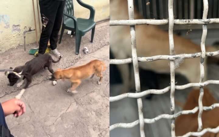 Rescatan a 10 perros abandonados y desnutridos en una casa de Edomex