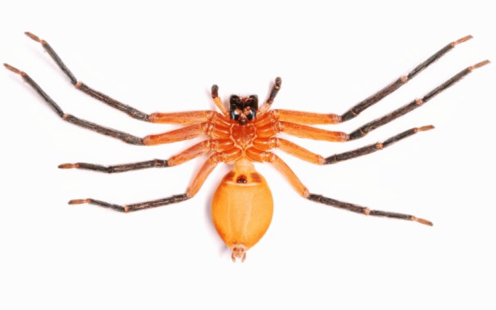 Fotos | Descubren araña cangrejo gigante en Ecuador