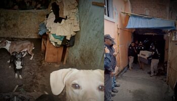 Video | Rescatan a 18 perritos maltratados en la GAM y hallan a otros 7 muertos