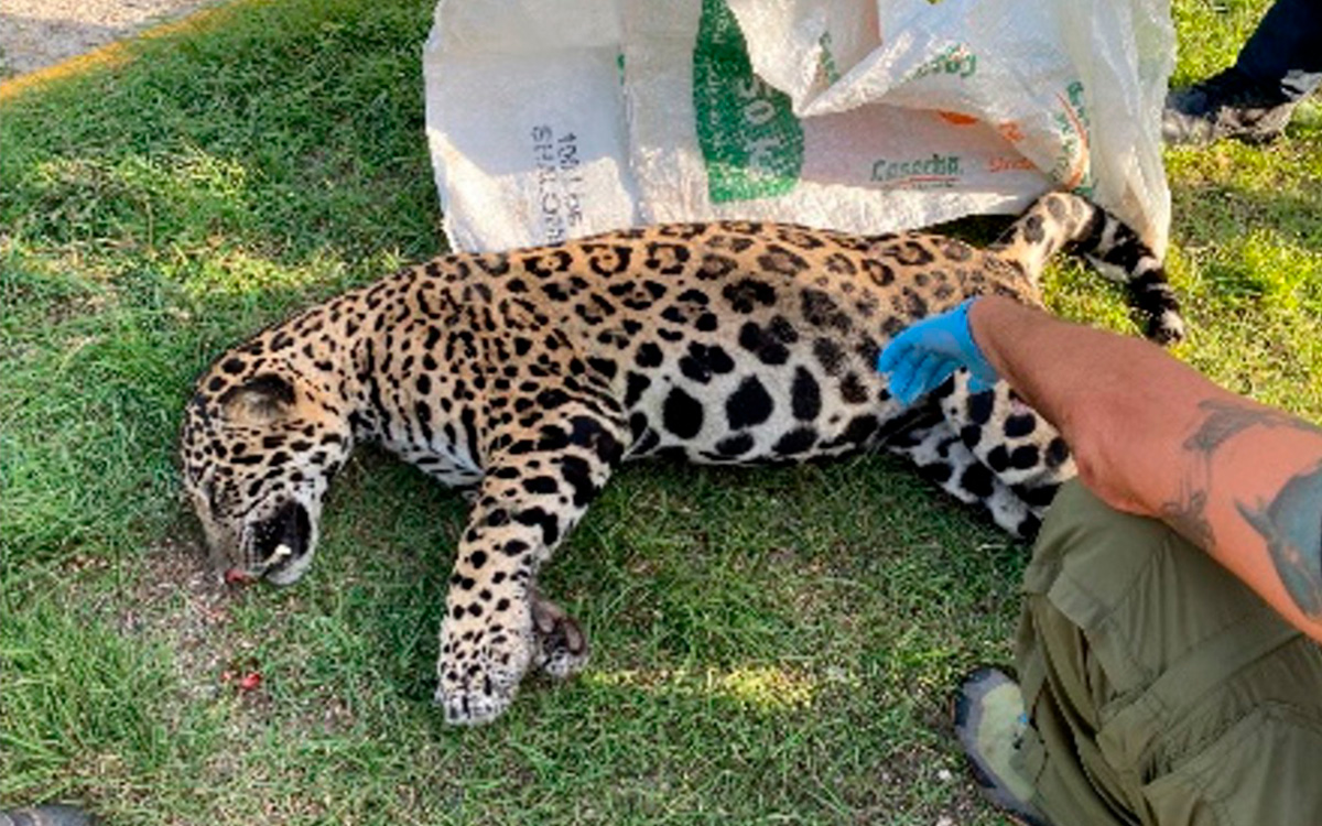 Jaguar muere atropellado en Playa del Carmen Aristegui Noticias