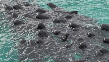 Video | Mueren 51 ballenas tras quedar varadas en una playa de Australia