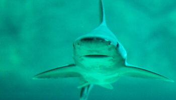 ¿Qué tan viejos son los tiburones? #Niñonautas con Kirén Miret
