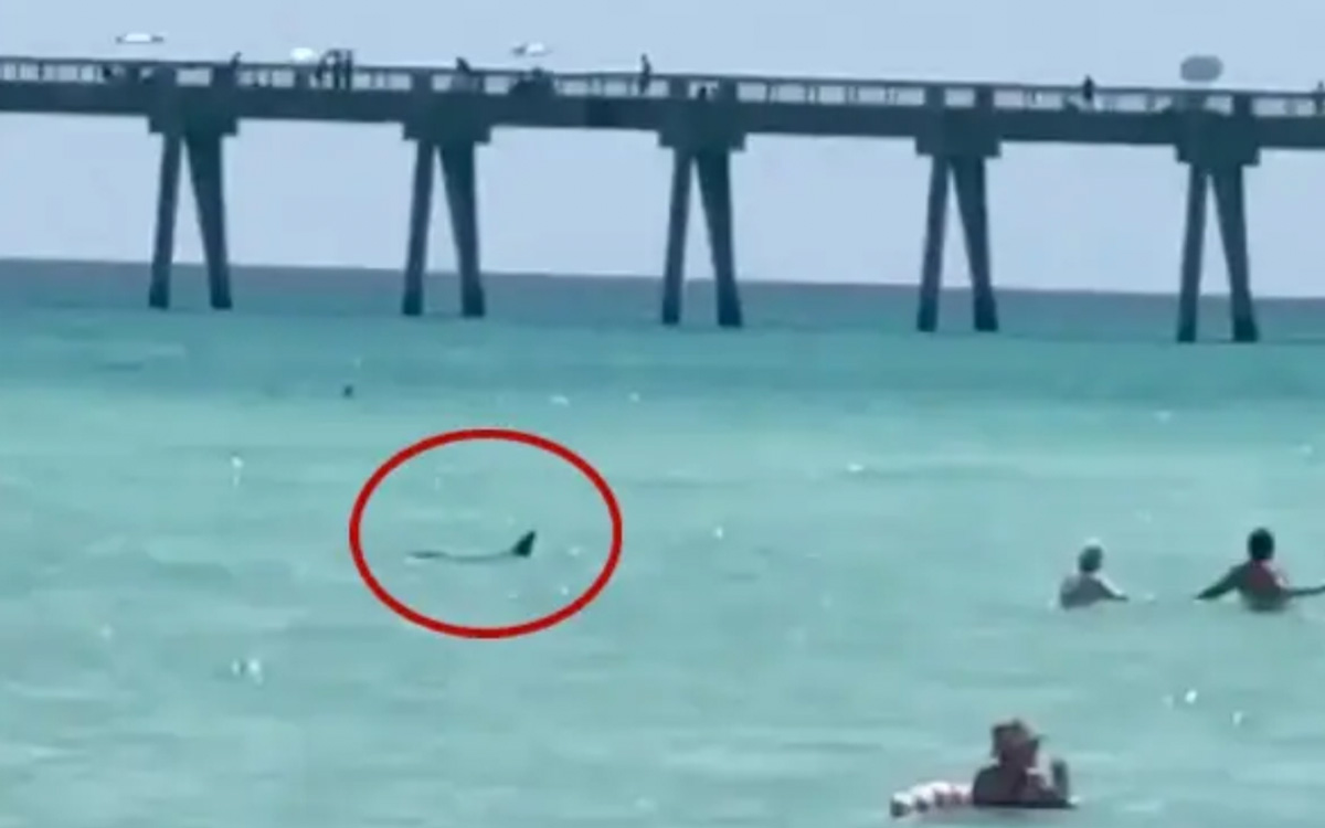 New York City is betting on drones due to the growing presence of sharks on its beaches.  You may be interested > They are evacuating the Casa Blanca area after discovering a “white powder” that was cocaine