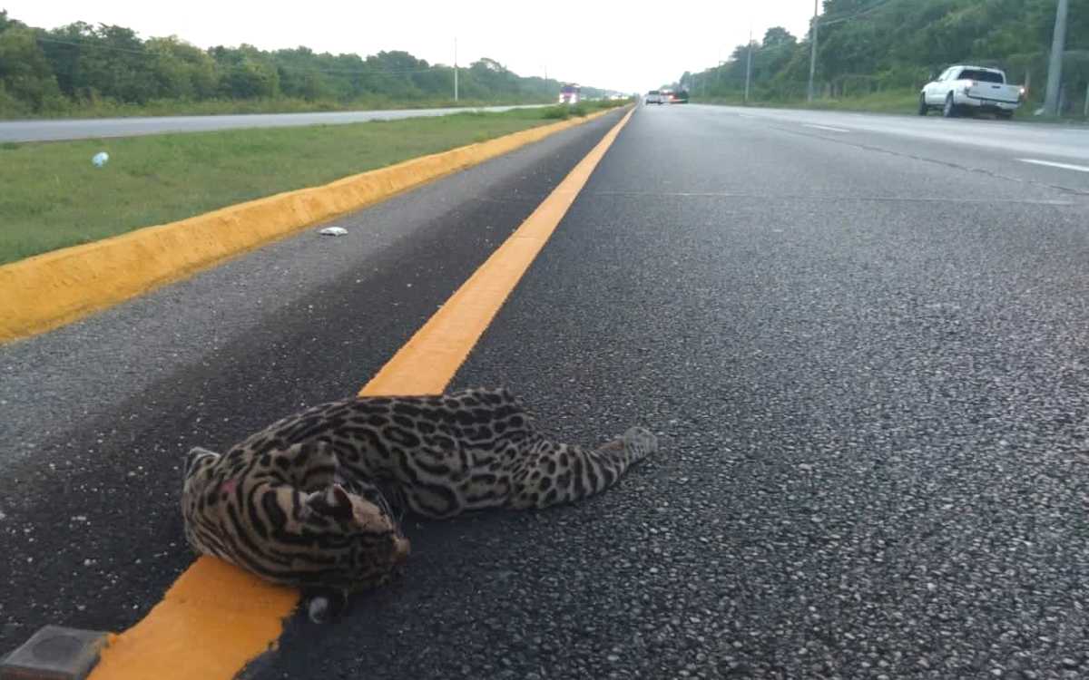 Ahora atropellan a ocelote en la Cancún-Chetumal Ahora atropellan a ocelote en la Cancún-Chetumal
