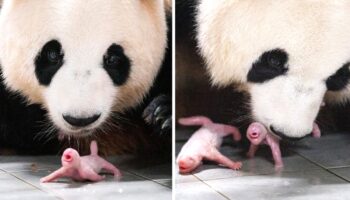 Nacen pandas gigantes gemelos por primera vez en Corea del Sur | Video