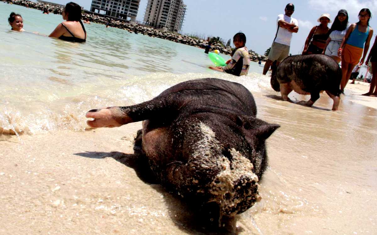 Vacaciona con los cerditos conoce la Pig Beach Aristegui Noticias