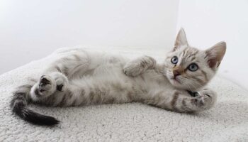 Día Internacional del Gato: ¿por qué se celebra tres veces al año?