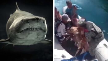 Reportan ataque de tiburón a una turista mexicana en las Islas Galápagos | Video