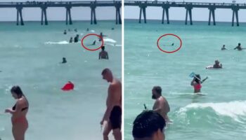 Captan a tiburón nadando entre turistas en playa de Florida | Video