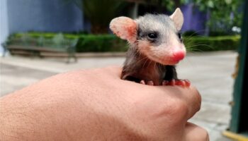 Tlacuache bebé fue encontrado sin su mamá en Bosque de Chapultepec