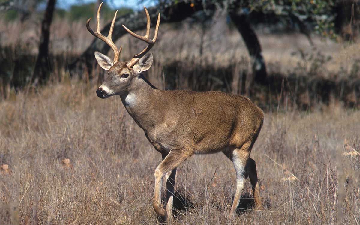 Guanajuato: Apedrean hasta la muerte a venado cola blanca Guanajuato: Apedrean hasta la muerte a venado cola blanca
