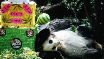 Videos y fotos | ¡Felicidades! Panda Xin Xin celebra su cumpleaños 33