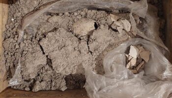 Histórico: Hallan el primer huevo fósil de un flamenco de la era del Pleistoceno cerca del AIFA