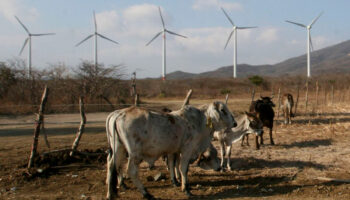 Energía para la industria: los problemas de las eólicas en el Istmo de Tehuantepec