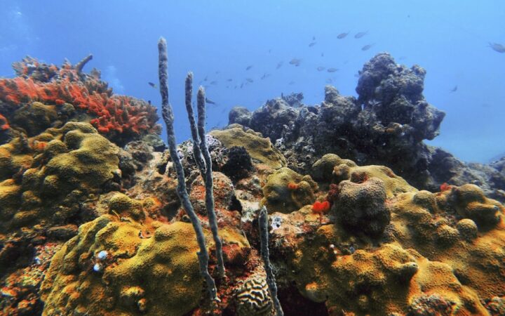 Alerta por calentamiento oceánico; se cuadruplicó en solo cuatro décadas Alerta por calentamiento oceánico; se cuadruplicó en solo cuatro décadas