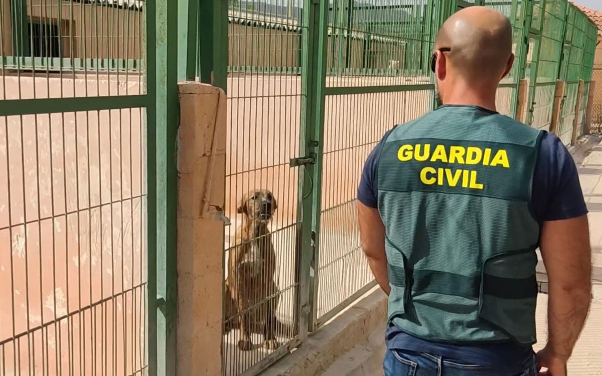 Caught a scammer who claimed to know the whereabouts of stolen dogs