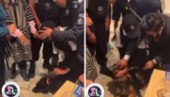 Denuncian maltrato contra perrito que buscaba refugiarse de lluvia en Plaza Satélite | Video