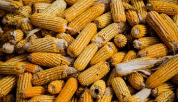 Morena presentará iniciativa para prohibir maíz transgénico para consumo humano: Monreal