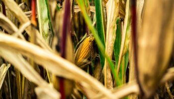 Panel del T-MEC sobre maíz transgénico se resolverá 'en favor de EU': Esquivel
