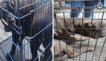 Rescatan a 6 cachorros y detienen a hombre por maltrato animal: CDMX