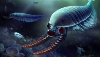 Ancestro de crustáceos con tres ojos ayuda a entender la evolución