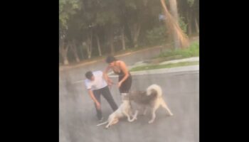 Mujer ordena a su Husky matar a otros perros; indignación en redes | Imágenes fuertes