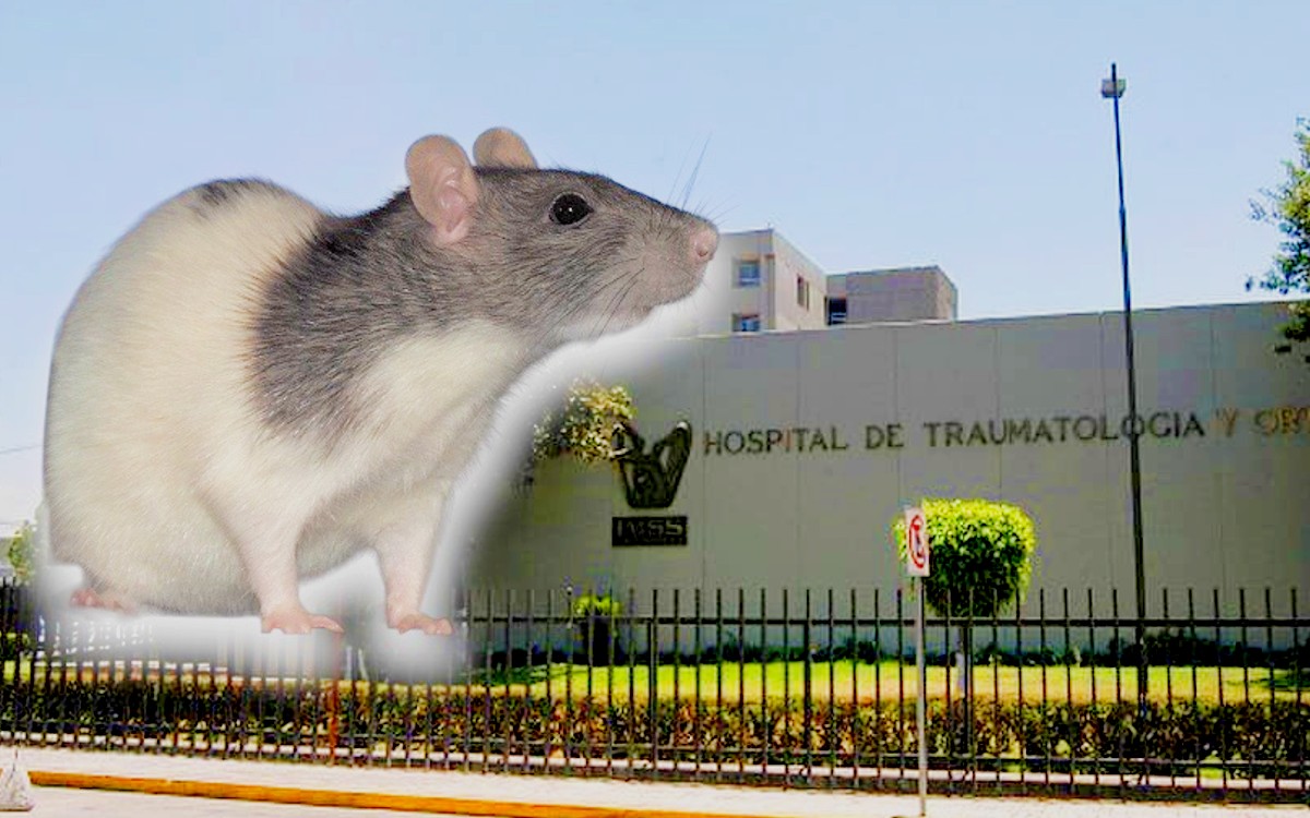 Denuncian plaga de ratas en hospital de Monterrey: Reforma | Aristegui ...