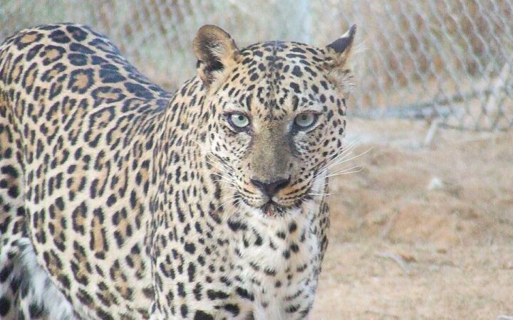 Secuencian genoma del leopardo de Arabia, subespecie al borde de la extinción Secuencian genoma del leopardo de Arabia, subespecie al borde de la extinción