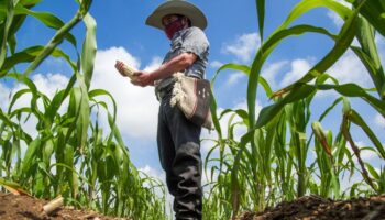 Agricultura en México prevé récord de exportación pero escasez interna