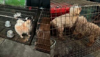 Ecatepec: Rescatan a 31 perros de criadero clandestino