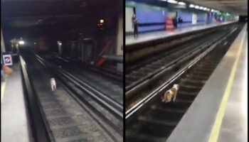 Perrito se lanzó a vías del metro CDMX; fue rescatado antes de ser arrollado