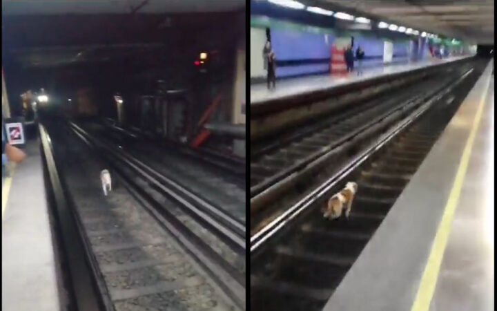 Perrito se lanzó a vías del metro CDMX; fue rescatado antes de ser arrollado