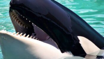 Video | Muere Lolita, la orca cautiva desde 1970 en Miami