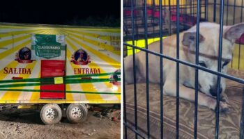 Clausuran feria en NL que usaba a perros y aves con malformaciones como atracción