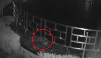 Nutria roba peces valorados en dos millones de pesos a hotel | Video