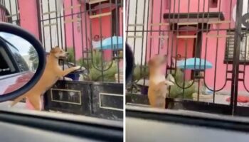 Hombre cuelga a perro y se sienta a verlo morir | Video