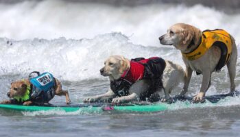 Campeonato Mundial de Surf de Perros: ¡tabla, traje de baño y a ladrar!