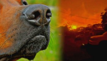 Perros rescatistas buscan cadáveres de cientos de desaparecidos por incendios en Hawái